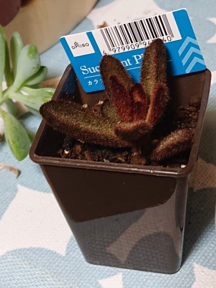 部屋の画像 by やなかわさん | 部屋とシナモンと多肉植物と秋田県と植物のある暮らしと植物男子と買ってきたと羽後町と多肉植物のある暮らしと植中毒と新顔とタニク男子とタニラーとモフモフとGREEN UP!と秋田多肉とダイソー産