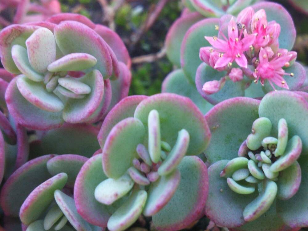 小さな庭の画像 by ほっこり畑さん | 小さな庭とミセバヤのお花と癒やしとずっと忘れないよと元気を出して♥とヘルプマークと好きと元気もらえると想い出に変わるまでと癒やされる存在と花のある暮らしとかわいいとスマホで撮影と大好き!とミセバヤ♡と大好きな人❤と優しい気持ち