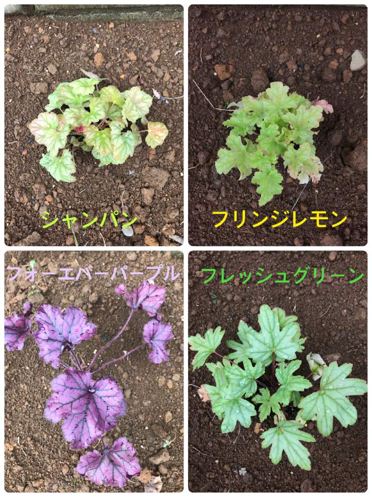 小さな庭の画像 by トイトイさん | 小さな庭とヒューケラと新しい仲間とヒューケラ パープルとフリンジレモンとヒューケラ フレッシュグリーンと半日陰とヒューケラ大好きと半日陰花壇とヒューケラ ライム系と元気に育て!とヒューケラ グリーン系