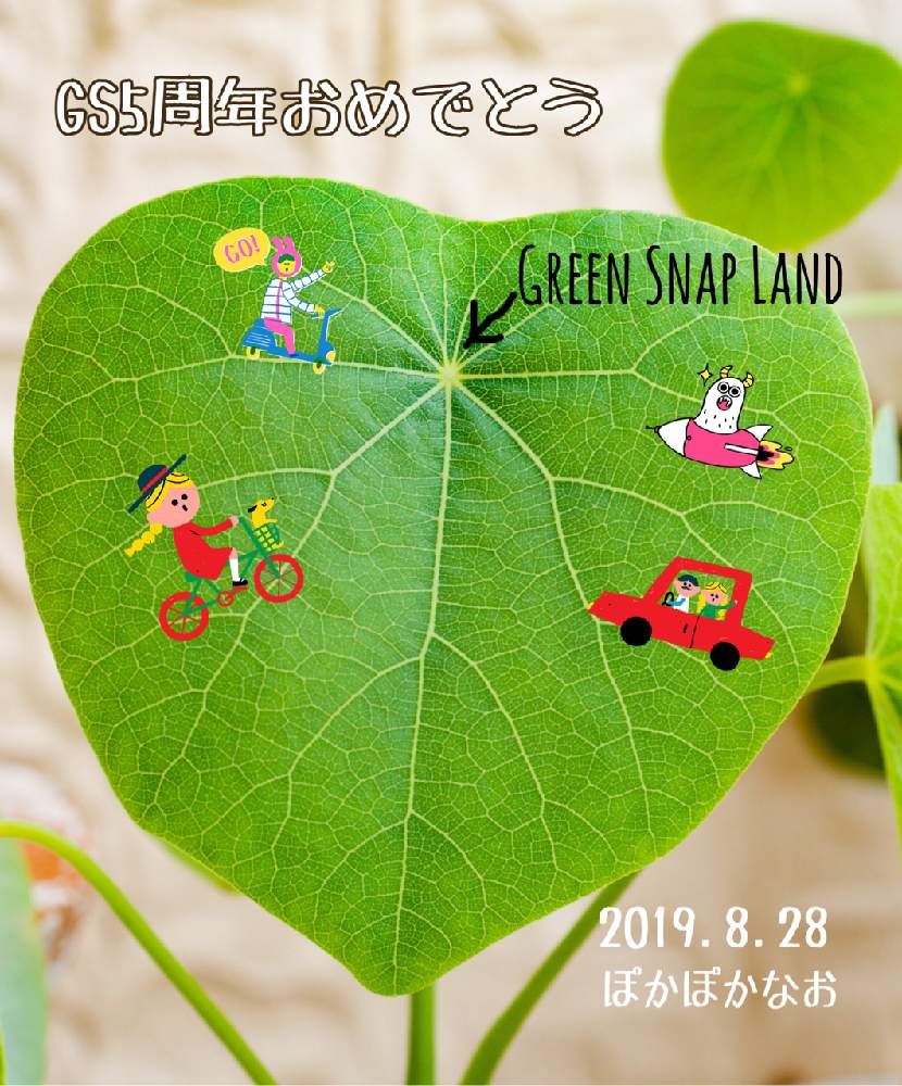 小さな庭の画像 by ぽかぽかなおさん | 小さな庭とステファニア・ヴェノーサと多肉植物と葉っぱの日と葉っぱと塊根植物とガーデニングと葉っぱアートとGS5周年