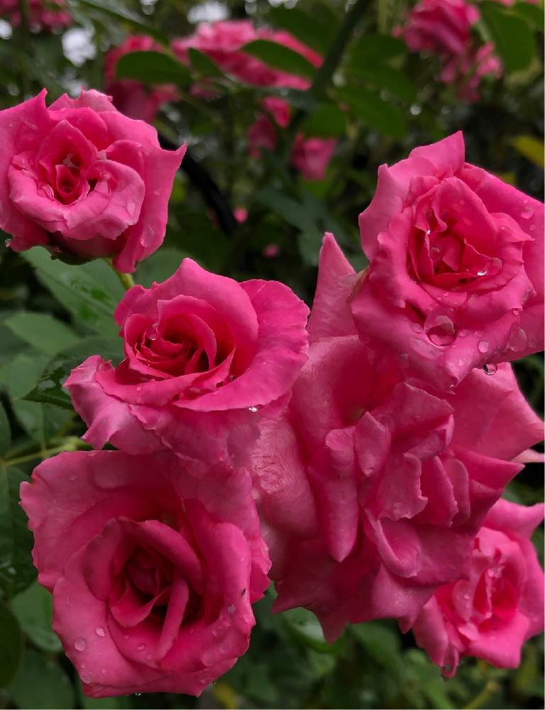 小さな庭の画像 by メグさん | 小さな庭と元気いっぱいとおつかれさまとばら バラ 薔薇と薔薇愛同盟といつもありがとう♡と癒しと私のこだわりバラとGS日和と頑張ってと森のがっこうと小さな幸せ♡と可愛いと花のある暮らしとお花のある生活と薔薇♪と薔薇 うらら