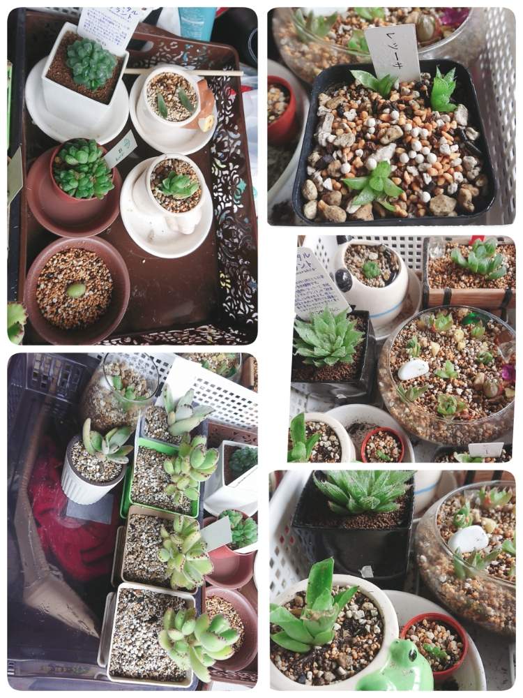 部屋の画像 by みゆさん | 部屋と多肉植物 多肉大好き 癒し 可愛いと多肉植物初心者と多肉植物と月兎耳ちゃんと可愛い多肉ちゃん❤︎と多肉女子と多肉増やしたい病と葉挿し初心者と多肉 熊童子と多肉増えたとハオルチア(ハオルシア)女子と葉挿しとアドバイスあったらお願いします