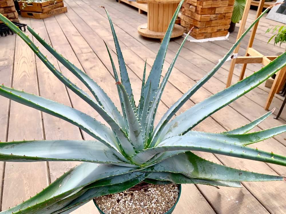 インテリアの画像 by Flower Villageさん | インテリアとデラエティと多肉植物とドライガーデンとアロエ科とボタニカルライフとスプラフォリアータとアロエグラキリスとロックガーデンとアロエバーベラエと鷺沼とコーデックスと植中毒とアロエ・ディコトマとアロエ属とフラワービレッジと塊根植物と花のある暮らしとflowervillageと葉っぱアートとアガベ属