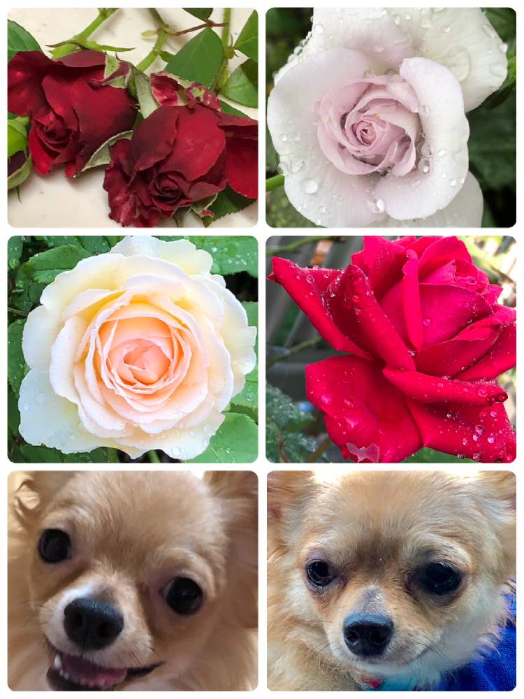 小さな庭の画像 by メグさん | 小さな庭と元気いっぱいとおつかれさまとばら バラ 薔薇と薔薇愛同盟といつもありがとう♡と癒しと私のこだわりバラとGS日和とカープ❤️と頑張ってと森のがっこうと小さな幸せ♡と可愛いと花のある暮らしとお花のある生活と薔薇♪と薔薇 ブルーバユーと薫乃 バラとクリスチャンディオール薔薇