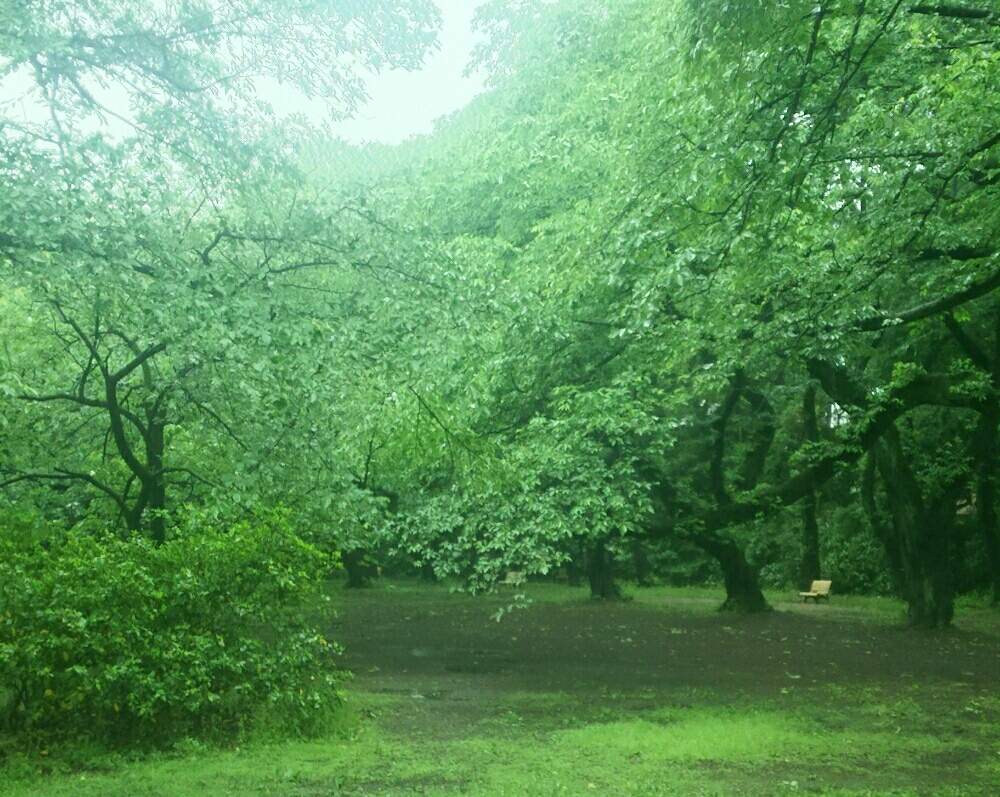 お出かけ先の画像 by ほっこり畑さん | お出かけ先と癒やしと新宿御苑とずっと忘れないよと東京とヘルプマークとおばちゃんの家出と好きと散歩と想い出に変わるまでと癒やされる存在と大嵐とさんぽみちと好きな風景とスマホで撮影とお散歩と大好き!と大好きな人❤とひとりぼっちと優しい気持ち