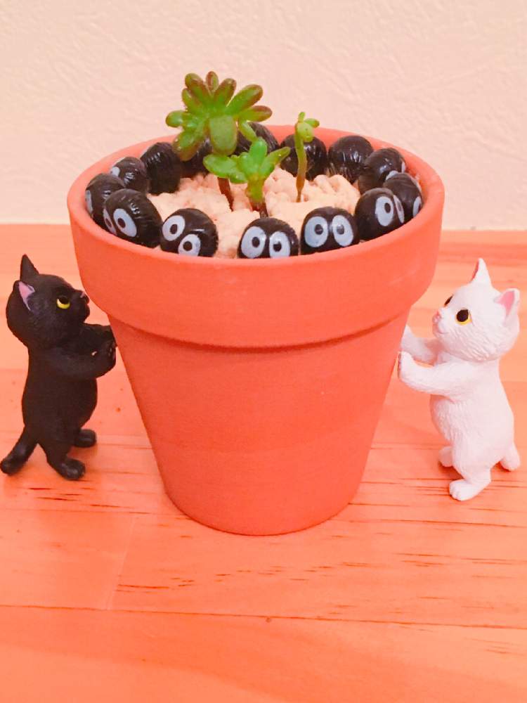 小さな庭の画像 by tsuyotsuyo!!さん | 小さな庭と小人祭りと多肉植物とミニ多肉と多肉植物 多肉の有るくらし