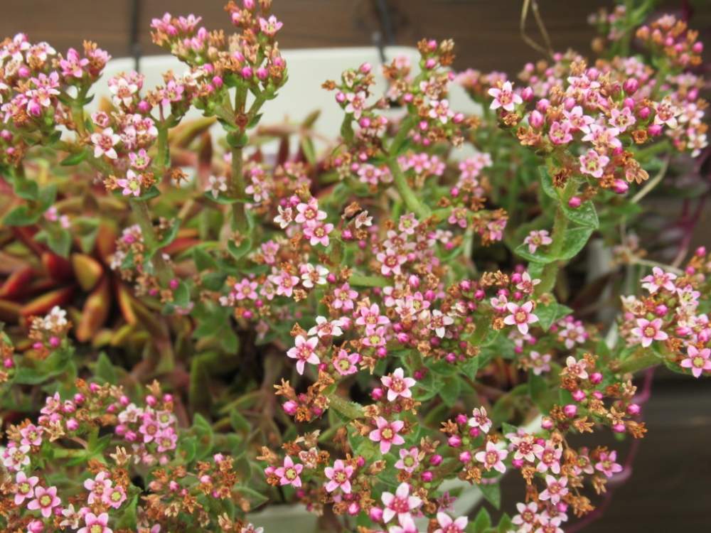 棚の画像 by ちろさん | 棚とツクバネと筑羽根と多肉植物とc多肉とみどりのある暮らしと植中毒と多肉棚と加工なし