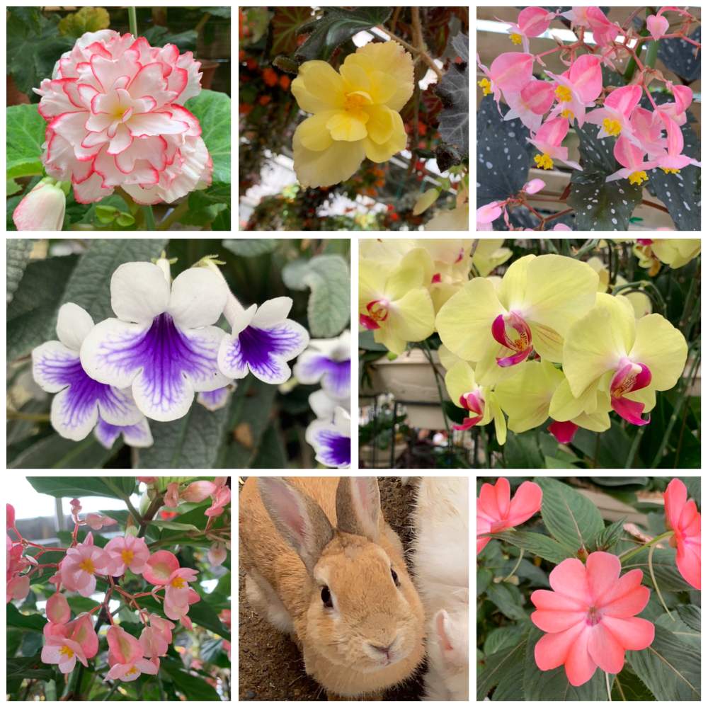 お出かけ先の画像 by つぐみさん | お出かけ先と夏のお花とのんびり*¨*•.¸¸♪と植物園とウサギとかわいいな♡