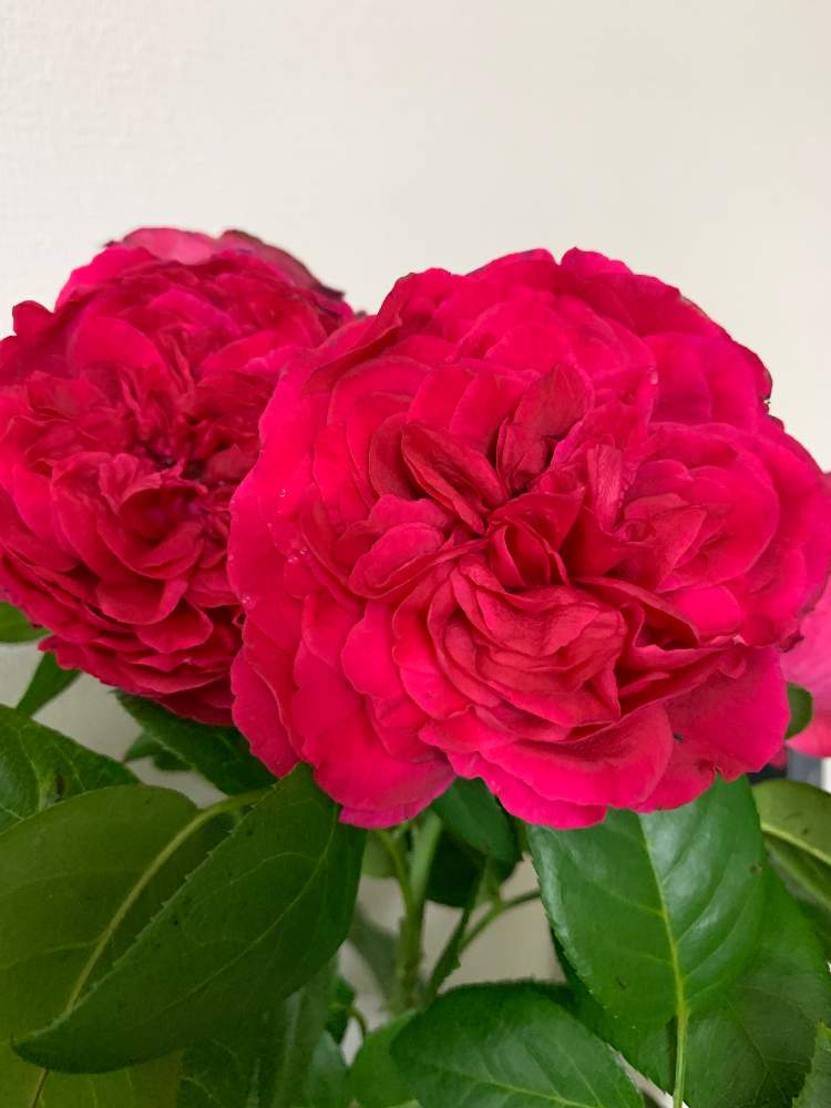 部屋の画像 by あいりょうさん | 部屋とばら バラ 薔薇とバラ ルージュロワイヤルと薔薇愛同盟とベランダガーデンと花のある暮らしと薔薇♪とバラ・ミニバラとバラ薔薇ばらら~❤️と☆ルージュロワイヤル