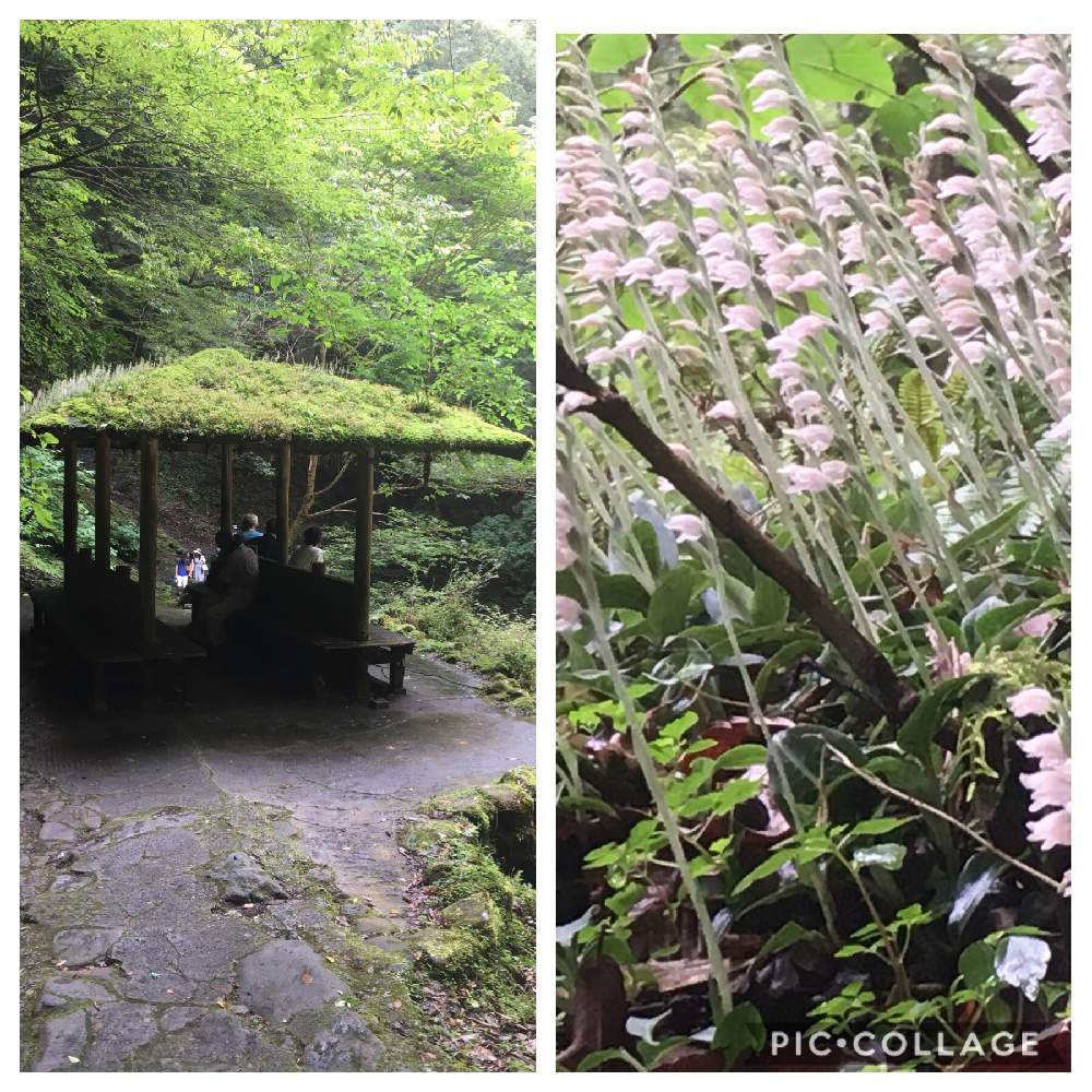 お出かけ先の画像 by わーちゃんさん | お出かけ先と名前を教えて!と苔のある暮らしと苔 (コケ)とみんなのコケ図鑑とゆるっと苔愛好会と道端で見かけたと苔がいっぱいとおでかけ先と苔むしたと花のある暮らしとお花が咲いたと咲いた!