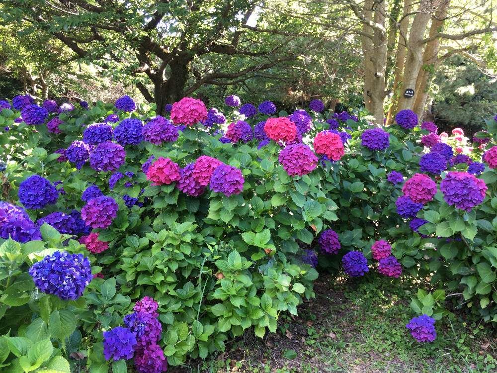 お出かけ先の画像 by えーさん | お出かけ先と紫陽花とお散歩と癒しと花のある暮らしと長崎鼻リゾートキャンプ場