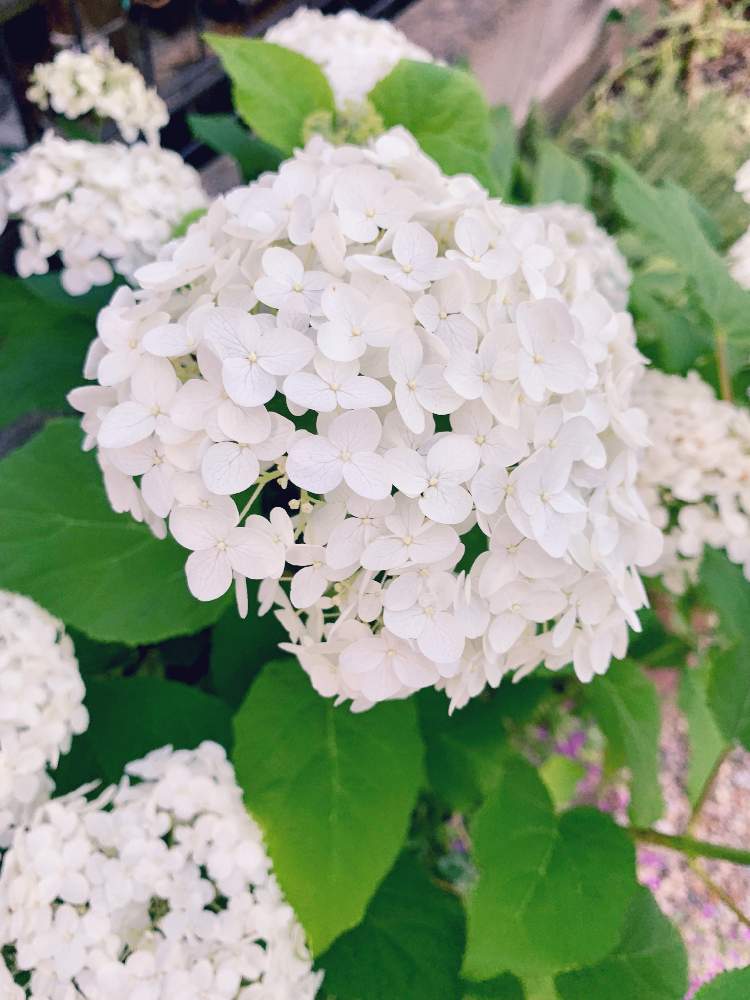 小さな庭の画像 by buchiさん | 小さな庭と紫陽花とアナベルとGS映えといい感じ♪♪とGS日和と今日の一枚と今日のお花と花のある暮らしと白い花とかわいいな♡