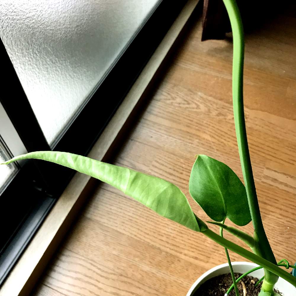 部屋の画像 by SPOONさん | 部屋とモンステラと若葉と観葉植物とグリーンのある暮らしと気根とグリーン!グリーン!グリーン!と綺麗なミドリと葉っぱのある暮らしと葉っぱと鉢植えと成長記録と葉脈フェチとGREEN UP!と新芽