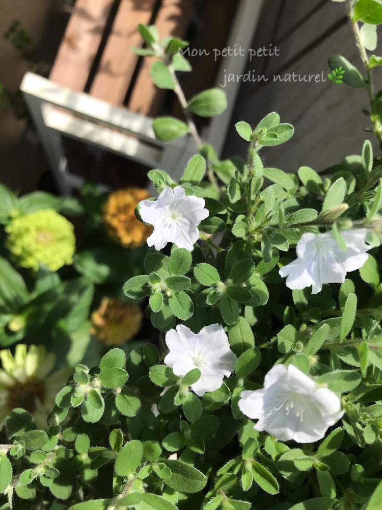 バルコニー/ベランダの画像 by ✿ natu. ✿さん | バルコニー/ベランダとmy garden♬と大切に…と感謝の気持ち♬とお仕事がんばる‼️と処暑とお気に入り♬とありがとう❣️と(*˘⌣˘*)✿ฺ。こんにちは!と花のある暮らしとひとりごととkeep smiling❣️と元気♬とnatural ♬と癒し時間♬
