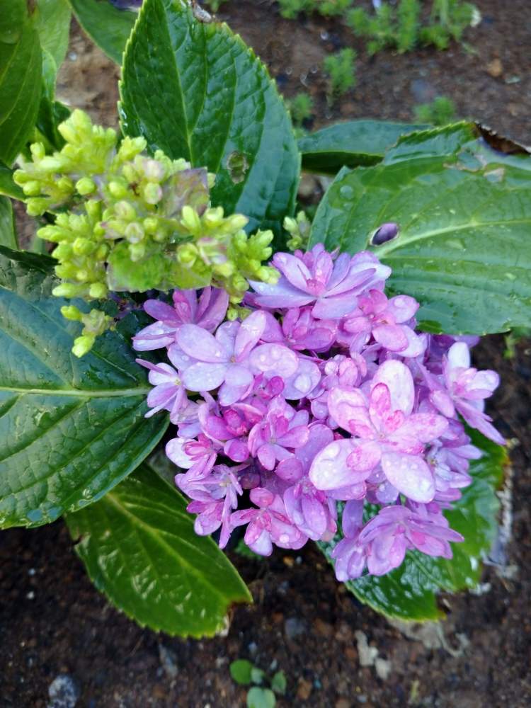 小さな庭の画像 by ともぞうさん | 小さな庭とアジサイ・ダンスパーティと紫陽花と花のある暮らし