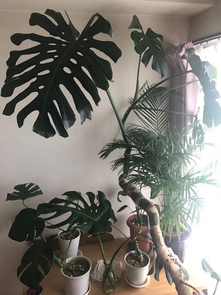 の画像 by ズーヤさん | モンステラと観葉植物、窓辺とモンステラ デリシオーサと我が家の観葉植物と幹上がりモンステラとリビング モンステラと部屋 モンステラデリシオーサ