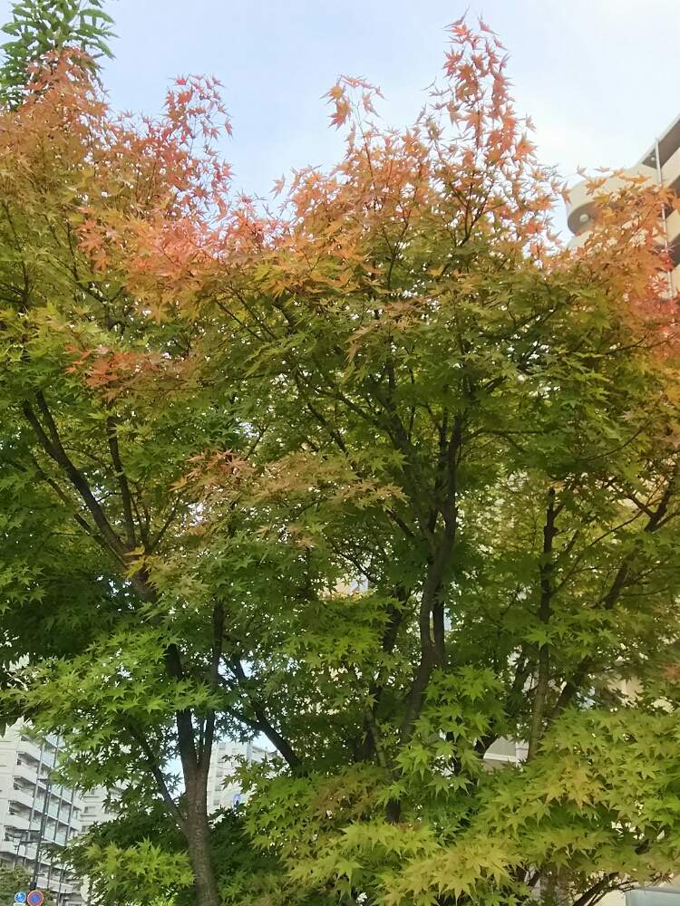 の画像 by *みき*さん | 花のある暮らしと秋の気配