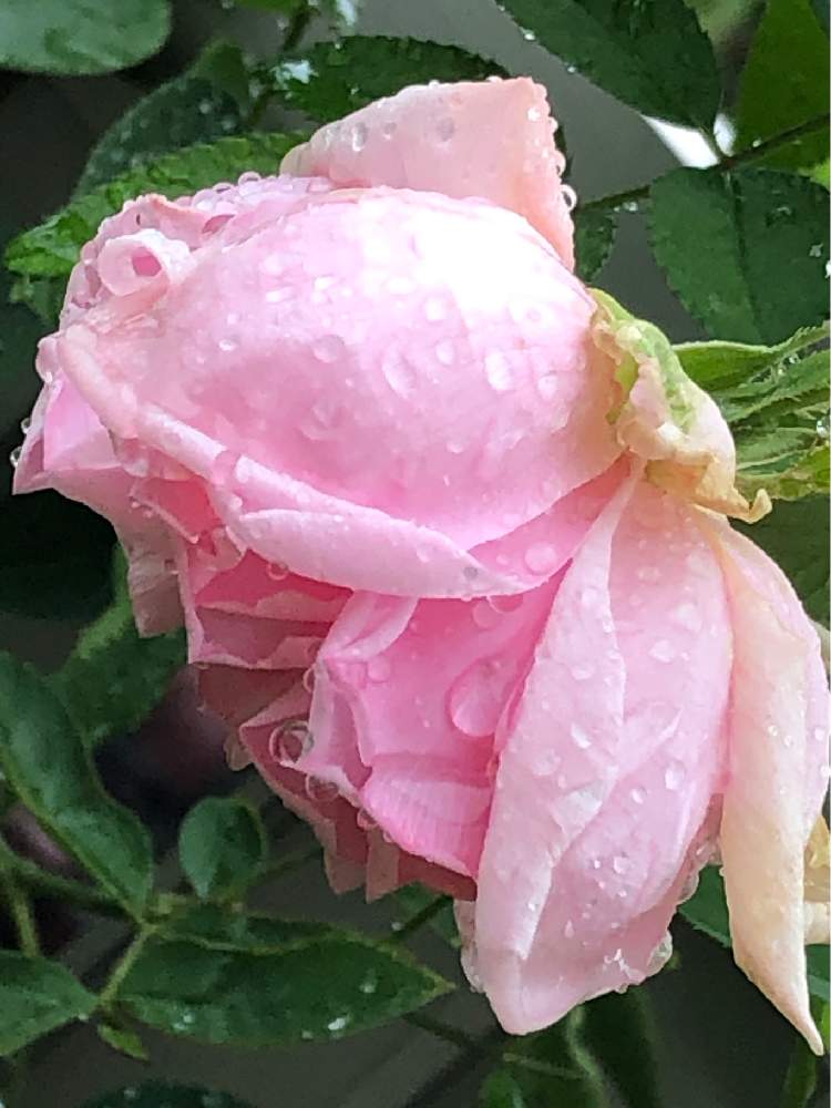 小さな庭の画像 by メグさん | 小さな庭と元気いっぱいとおつかれさまとばら バラ 薔薇と薔薇愛同盟といつもありがとう♡とバラ ラフランスと癒しと私のこだわりバラとGS日和と頑張ってと森のがっこうと小さな幸せ♡と可愛いと花のある暮らしとお花のある生活と薔薇♪