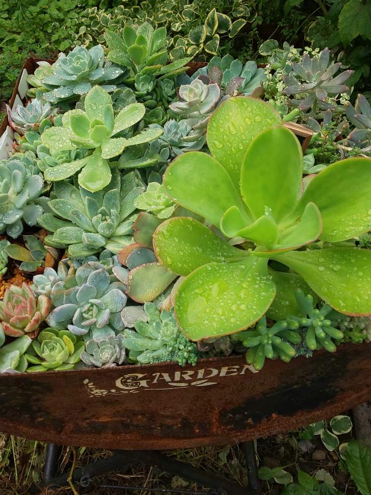 小さな庭の画像 by ジュンさん | 小さな庭と多肉植物と青森♡とHTCとリメ缶と寄せ植えと多肉ちゃんとB型と多肉のある暮らしとおきにいりと多肉女子とタニラーと雑貨とDIYと可愛い