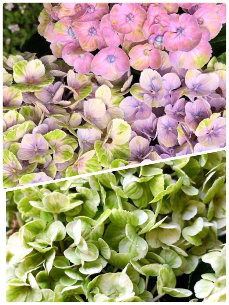 玄関の画像 by sachiさん | 玄関と花の色とアジサイ 紫陽花と色の変化と香りと花のある暮らしと紫の花