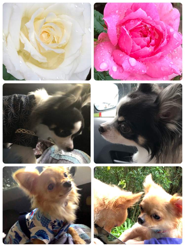 小さな庭の画像 by メグさん | 小さな庭と元気いっぱいとおつかれさまとばら バラ 薔薇と薔薇愛同盟といつもありがとう♡と挿し木からの薔薇と癒しと私のこだわりバラとGS日和とカープ❤️と頑張ってと森のがっこうと小さな幸せ♡とフオーユアホームと可愛いと花のある暮らしとお花のある生活と薔薇♪