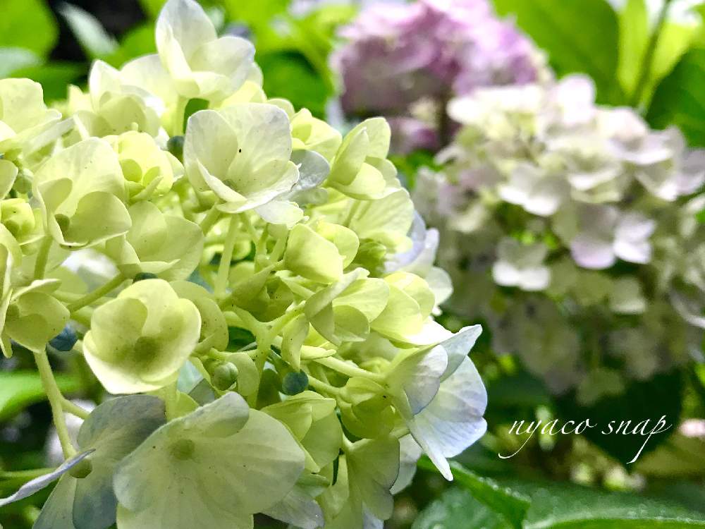 アプローチの画像 by nyacoさん | アプローチとマンションの敷地内と紫陽花が好き♡ときれいと紫陽花 アジサイ あじさいと今日のお花と今日の花とアジサイ 紫陽花ときれいな色と花のある暮らしと涼やか