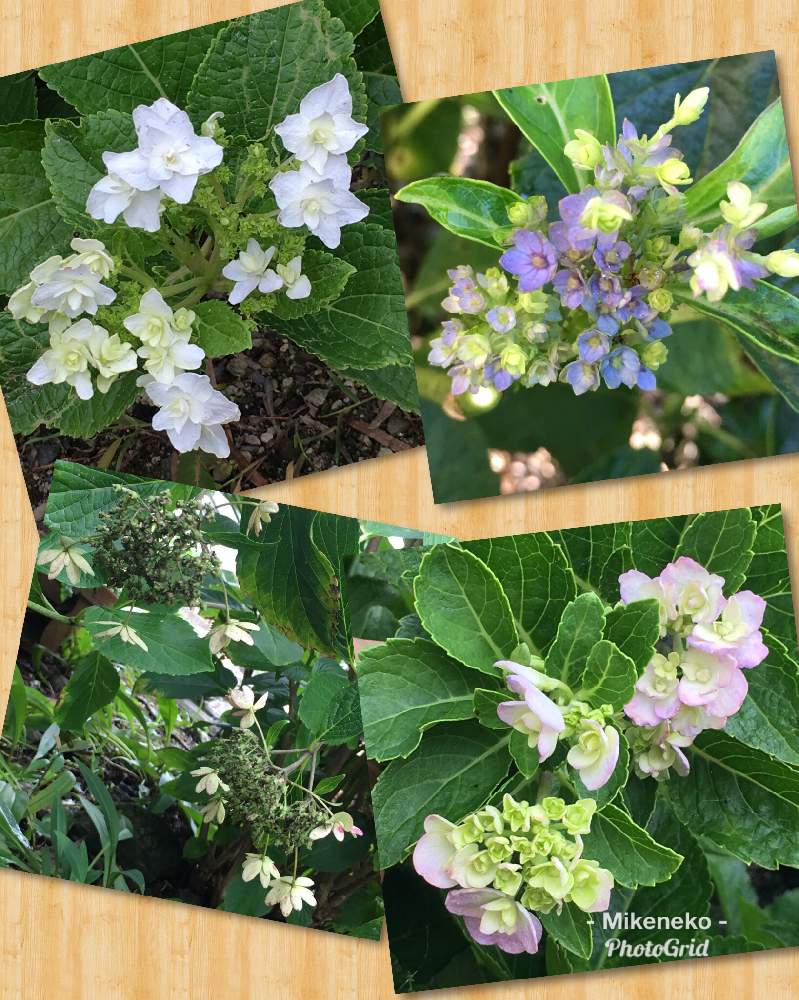 広い庭の画像 by 三毛猫さん | 広い庭と紫陽花とアジサイ 隅田の花火とアジサイ・ダンスパーティとアジサイ・伊豆の華とアジサイ・十二単と隅田の花火と花のある暮らし