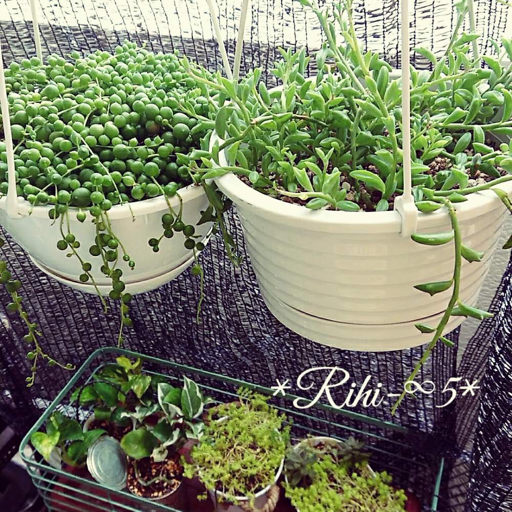 バルコニー/ベランダの画像 by Rihiさん | バルコニー/ベランダと多肉植物と夏多肉!と記録用