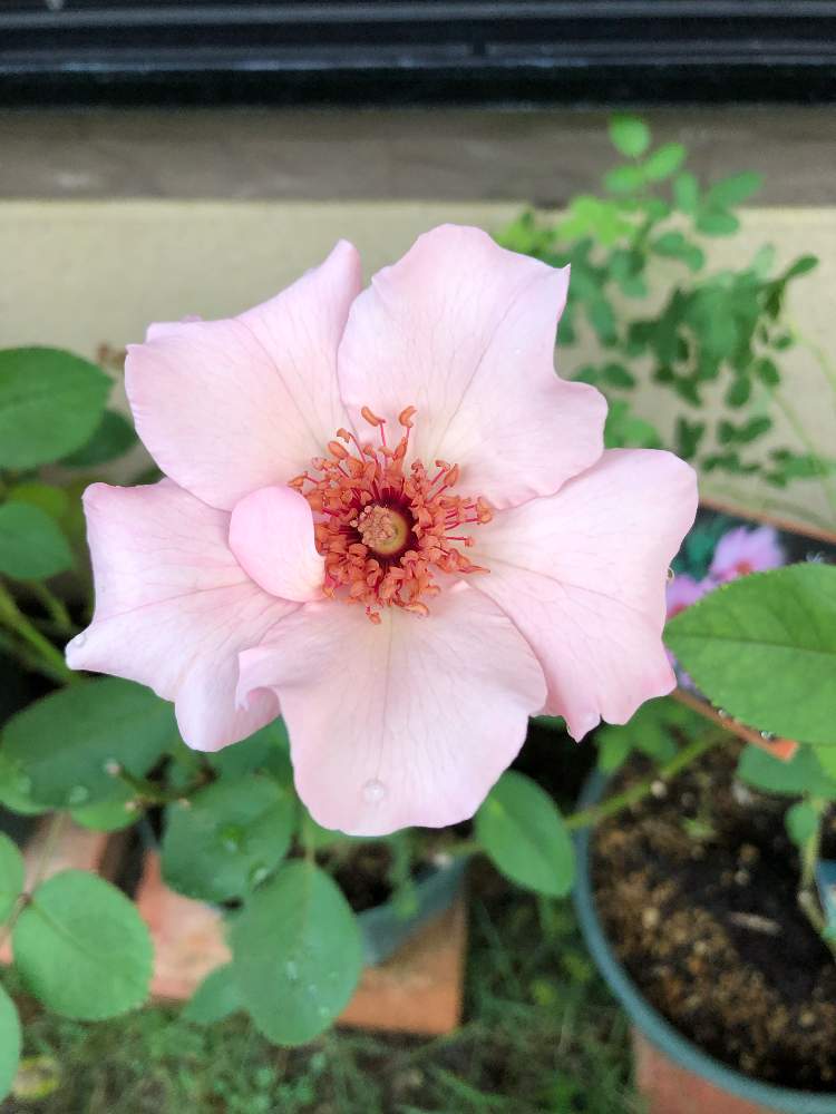 小さな庭の画像 by かよさん | 小さな庭と花のある暮らしとピンク❤︎ピンクとばら バラ 薔薇とチーム福岡とバラ・デンティベス