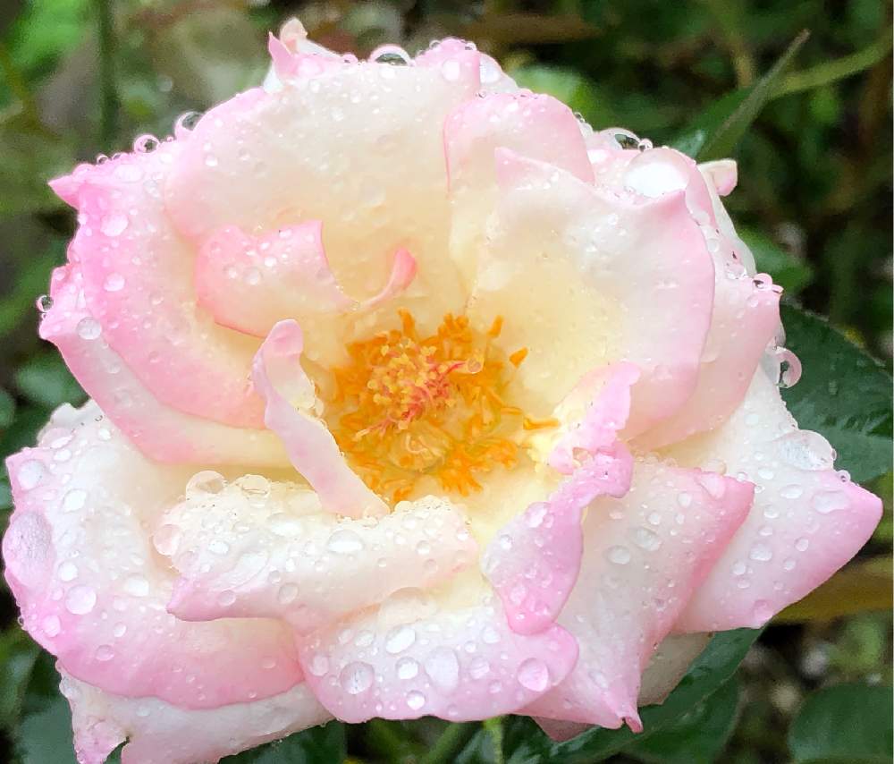 小さな庭の画像 by メグさん | 小さな庭と元気いっぱいとおつかれさまとばら バラ 薔薇と薔薇愛同盟といつもありがとう♡と癒しと私のこだわりバラとGS日和とプリンセス ドゥ モナコと頑張ってと森のがっこうと小さな幸せ♡と可愛いと花のある暮らしとお花のある生活と薔薇♪