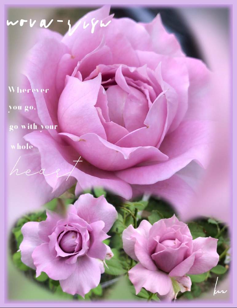 の画像 by kuuさん | 感謝 感謝 ❤と薔薇を楽しむ♡といいかおり(╹◡╹)と薔薇に魅せられてと手作りの庭と華やかと癒しの時間♡♡と美しい♡と癒し空間とMy Garden✩.*˚と鉢植えと香りと花のある暮らしと薔薇♪