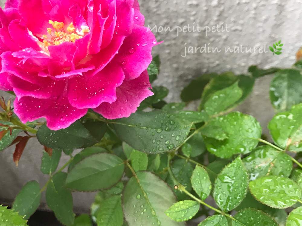 バルコニー/ベランダの画像 by ✿ natu. ✿さん | バルコニー/ベランダとmy garden♬と素敵な出逢いに感謝♬と優しい香りと感謝の気持ち♬と限られた時間♬とバラが好き♬とお仕事がんばる‼️と処暑と幸せ❣️とお気に入り♬とありがとう❣️と(*˘⌣˘*)✿ฺ。こんにちは!と花のある暮らしとひとりごととkeep smiling❣️と元気♬とnatural ♬