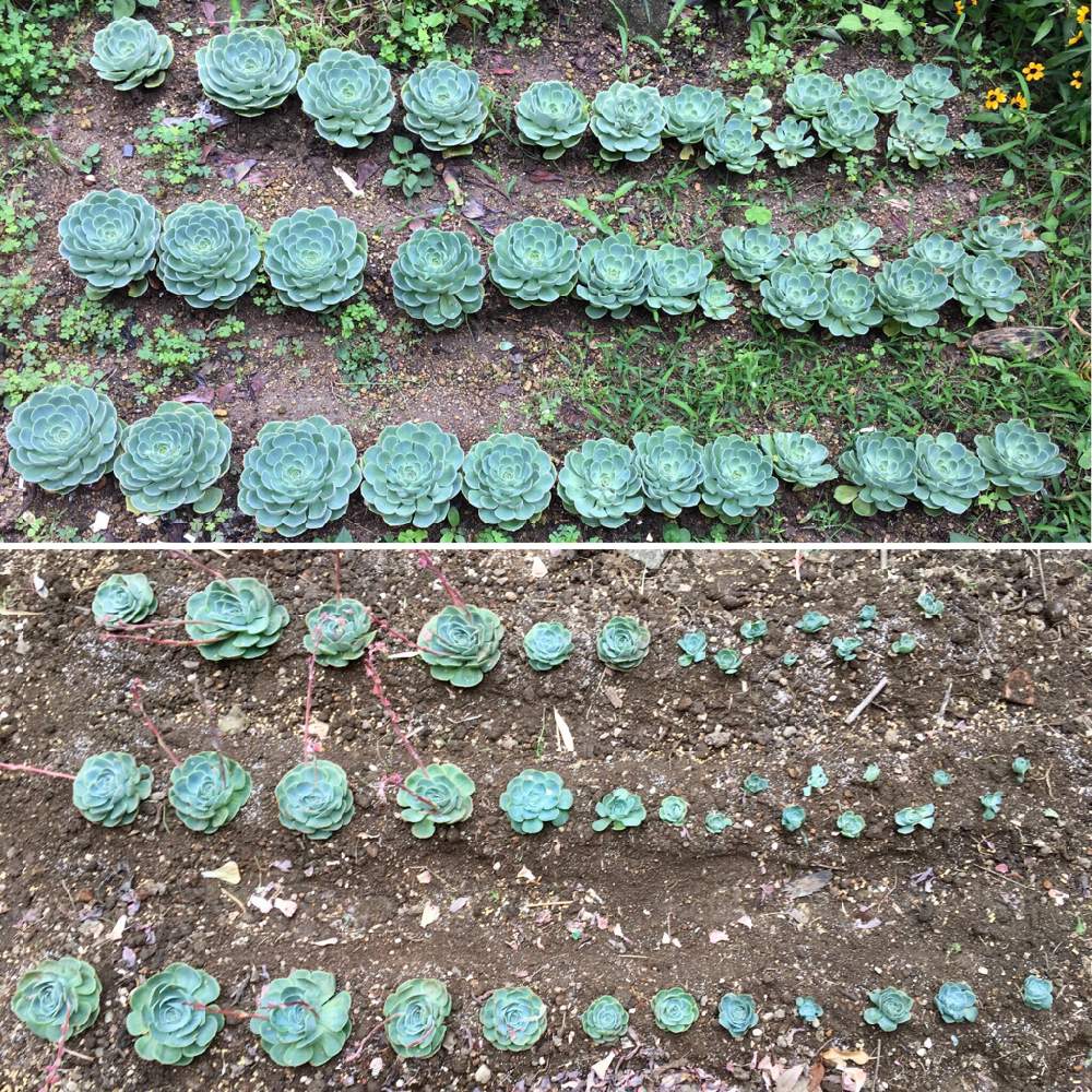 小さな庭の画像 by 村人Uさん | 小さな庭と七福神と多肉植物と多肉男子と植物だいすきと愛媛県と植中毒と今日のお花とエケベリア属とガーデニングと花のある暮らしとお庭