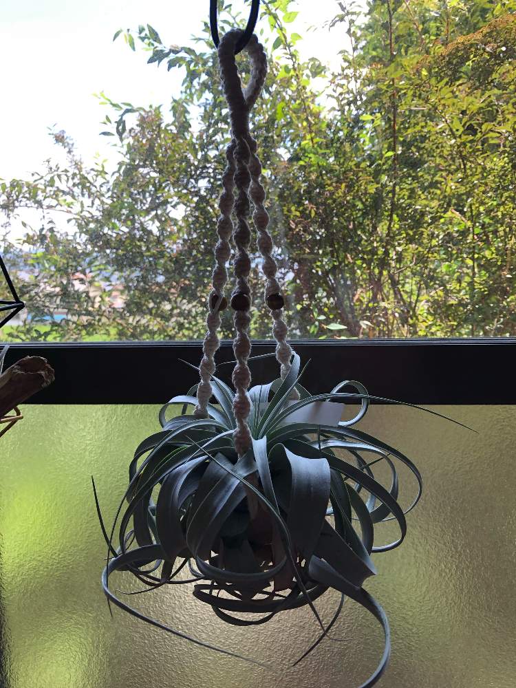部屋の画像 by アマリリスさん | 部屋とHTCと観葉植物と植物のある暮らしとキュンキュン倶楽部とチランジアある暮らしとバラと夢CLUBとキュンキュン乙女倶楽部NO、230とHTC No247と手作りプラハンとたにおたくらぶとキセログラフィカとたにおたくらぶNO134