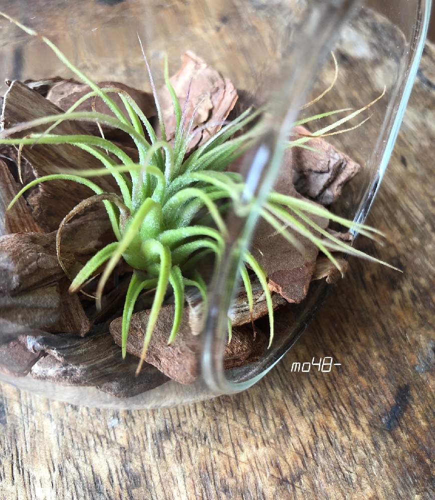 インテリアの画像 by モンステらーさん | インテリアとチランジアとエアプランツ☆と観葉植物と植物のある暮らしとガーデニング雑貨と花のある暮らしとエアプランツ