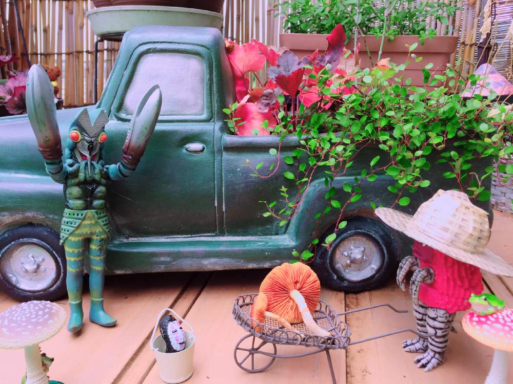 の画像 by Y._.Y-Y(ಠ_ಠ̵̵̀)Y-Y._.Yさん | ほぼ、毎日ピグモンだモン♬とヒューケラ♪とvバルタン星人vとカオナシ⁑ぴ〜なっつとカエル倶楽部♡と☆ワイヤープランツとキノコノコノコとピグとバル 2人の夏物語❤︎