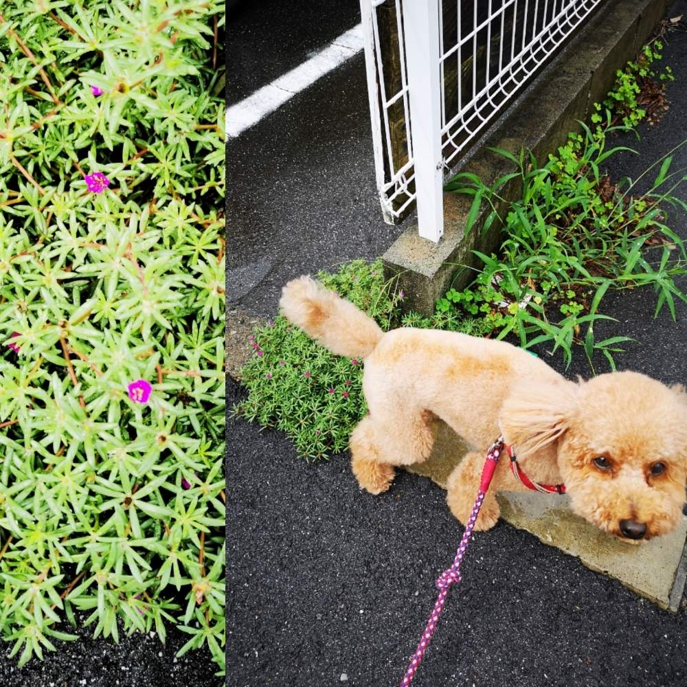 お出かけ先の画像 by eyeさん | お出かけ先とピンキーとピンキーとたま(犬)と三重県とイヌとグリーンと花のある暮らしとGREEN UP!