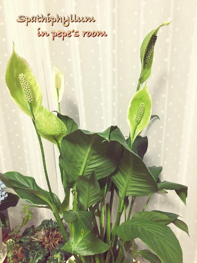 の画像 by ★pepe★さん | 初心者ですとうつくしま福島と自己満足とお気に入り♡と癒しと東北とスパティフィラム。と今日の花と可愛いと花のある暮らしとリビング窓辺と夏の終わりとやっぱり花が好き♡と清楚な白いお花とiPhone撮影