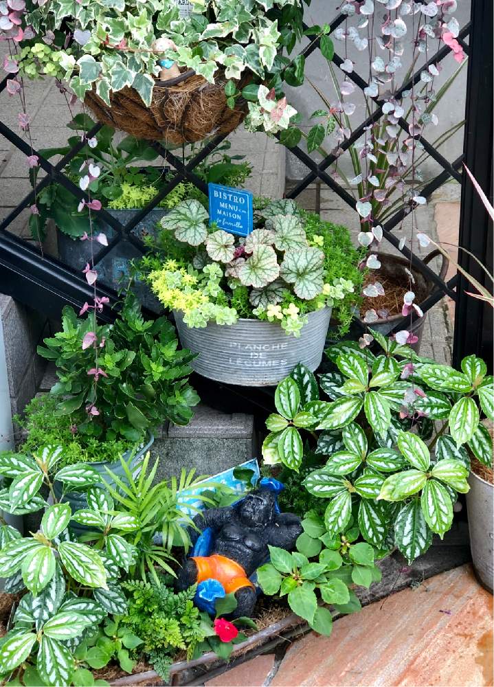 小さな庭の画像 by テクテクさん | 小さな庭とバカンスと寄せ植えと好きなように寄せ植えと玄関アプローチとバカンスゴリラとゴリラとガーデニングと花のある暮らしと100いいね❤️ありがとうございます!と❤️ 100いいね