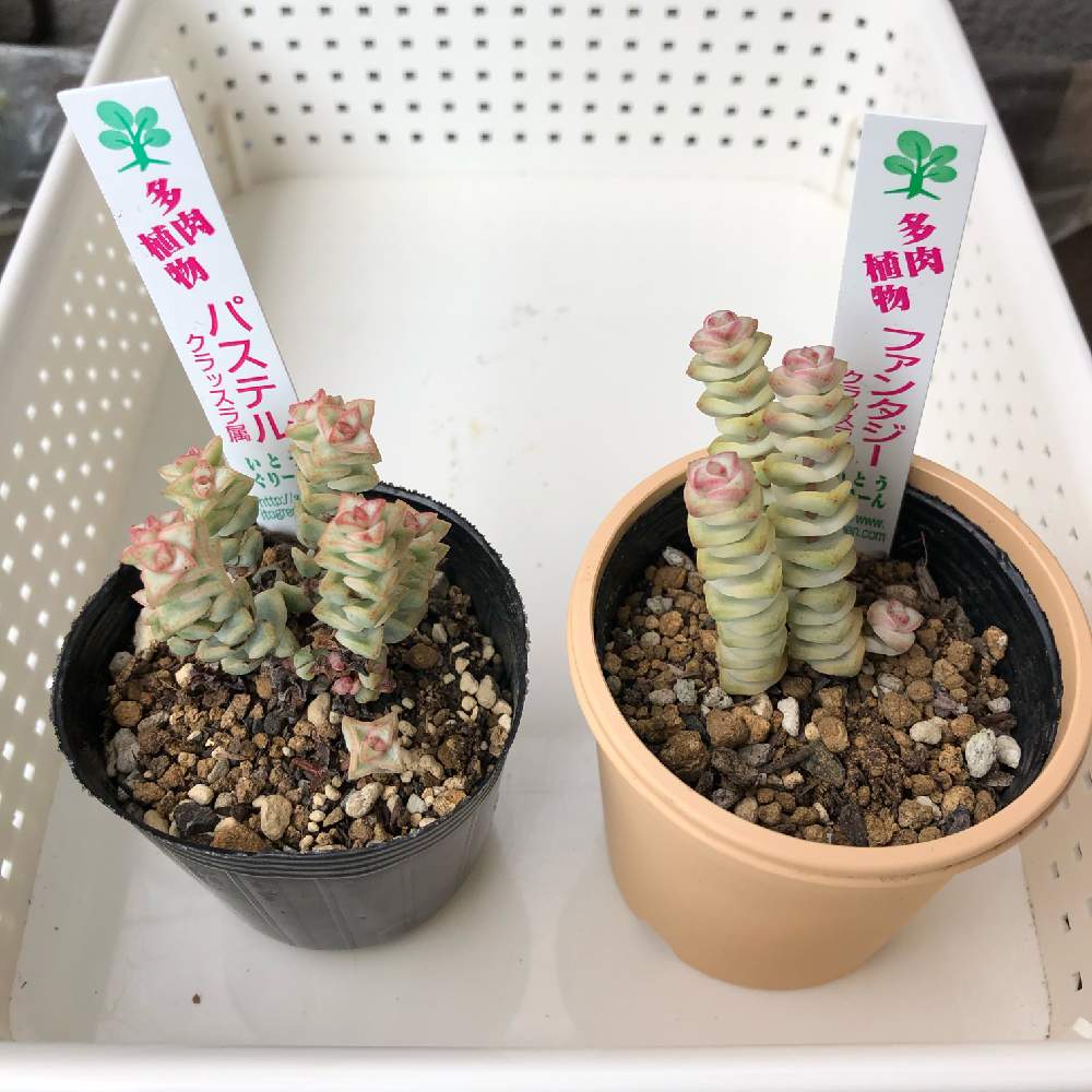 バルコニー/ベランダの画像 by ひろりんさん | バルコニー/ベランダとパステルとファンタジーと多肉植物とコーナンといとうぐりーん産と星シリーズ☆☆☆