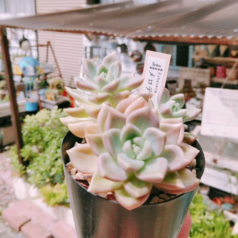 広い庭の画像 by smilehappynaturalさん | 広い庭と多肉植物と北部九州多肉の会と『可憐なミニブーケ』フォトコンテストとGS映えとナチュラルガーデンとGS日和とno green no lifeと緑のある暮らしとnaturalgardenと多肉好きな人と繋がりたいと多肉女子と庭のある暮らしとF29会とタニラーとjunkgardenとガーデニングと花のある暮らしとstem苗と多肉寄せ植え