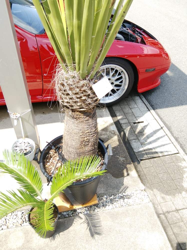 の画像 by jacobsen852さん | 男前プランツと植物男子とユッカ属とユッカ・トンプソニアーナと植中毒と珍奇植物とユッカ・カルネロサーナ