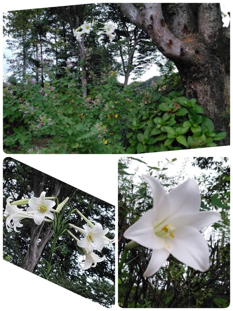 お出かけ先の画像 by ガラスビンさん | お出かけ先と花のある暮らしとGS 日和と町の自然