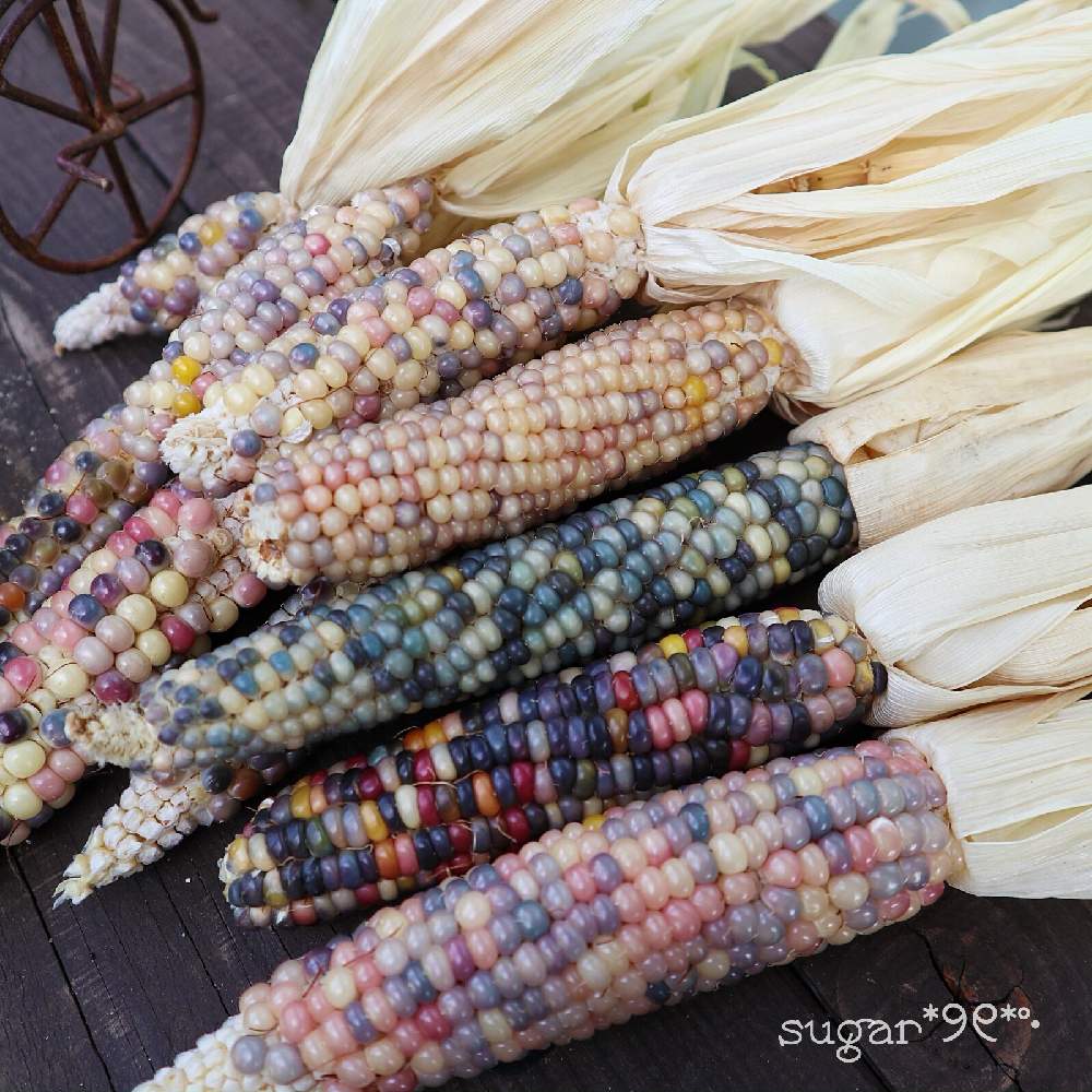 バルコニー/ベランダの画像 by sugarさん | バルコニー/ベランダとオモチャもろこしと多肉2016同期と多肉女子と可愛いと花のある暮らしとお花のある生活とグラスジェムコーンドライフラワーと野菜の日と8月31日
