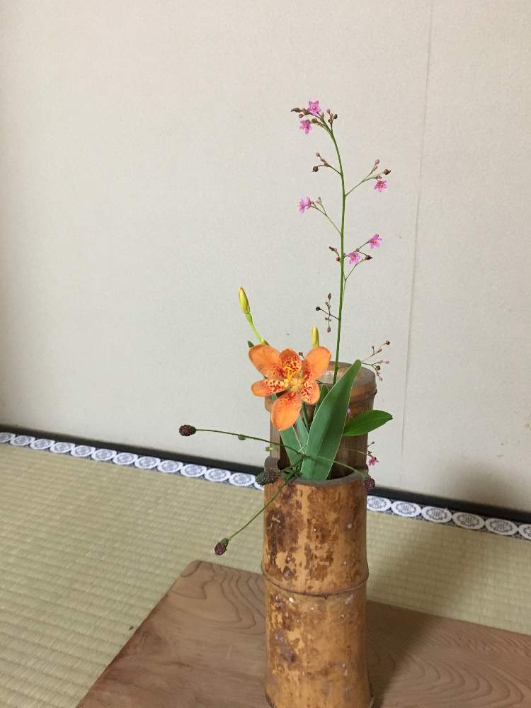 の画像 by あやさん | ワレモコウとヒオウギとイセハナビ