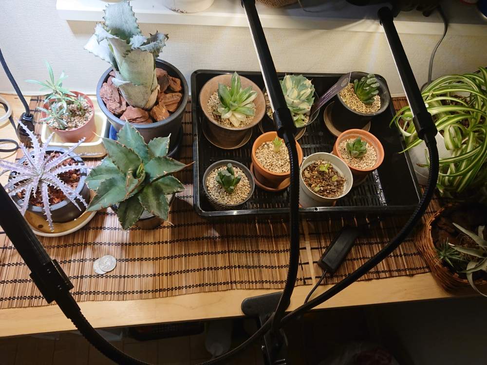 インテリアの画像 by snowtimeさん | インテリアと多肉植物とエアプランツ チランジアとパキポディウム属とサンドラズマウンテンとスマホ撮影とディッキアとハオルチア属とトゲトゲ好きとディッキア交配種とアガベチタノタとパキポディウム グラキリウスとトゲトゲのある暮らしとホヘンベルギア属とアガベ・イシスメンシスとエアプランツとビザールプランツとアガベ属とLED栽培とLED