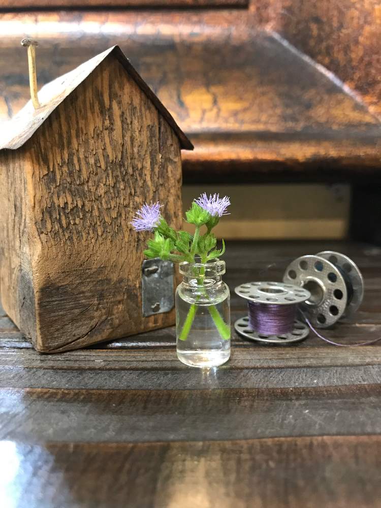 の画像 by tomozoさん | アゲラタムとアゲラタムの花と小さい花瓶といやし♡と小さい花と花のある暮らしと小さい葉っぱ