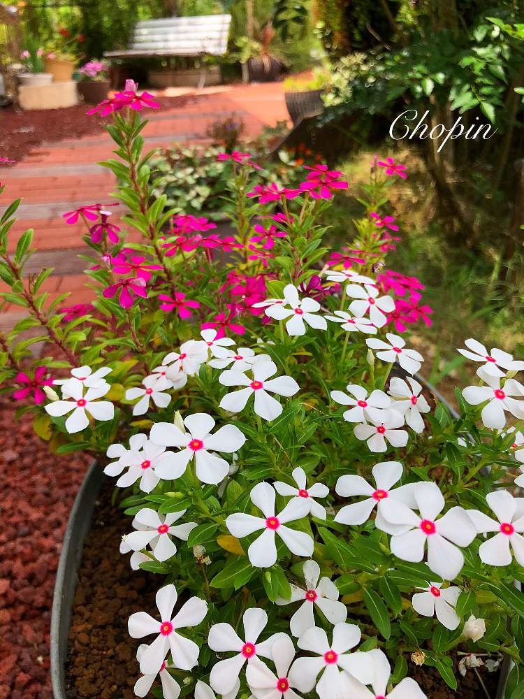 の画像 by Chopin(ショパン)さん | 夏の思い出とフェアリースターニチニチソウと秋の訪れとレンガとニチニチソウ☆とマイガーデンとGS映えとナチュラルガーデンとGS日和と癒しの空間と今日の一枚と秋の気配と癒しの場所とナチュラルスタイルと夏の終わりとレンガの小道とiPhone撮影とアフタヌーン