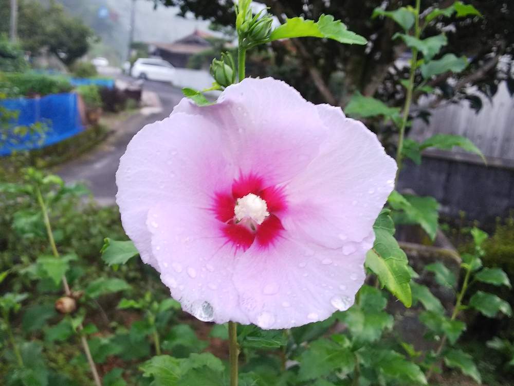 小さな庭の画像 by のぶりんさん | 小さな庭と地植えとボタニカルライフとピンクの花と花のある暮らし