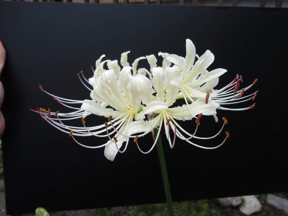 小さな庭の画像 by てらゆうさん | 小さな庭とリコリス 白と庭の花と花のある暮らしと彼岸花とリコリスの花